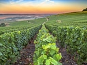 Weinberg bei Sonnenuntergang mit grünen Reben.