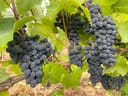 Nahaufnahme von Trauben an einem Weinstock mit grünen Blättern.