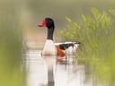 Ente mit rotem Schnabel im Wasser zwischen Schilf.