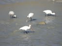 Fünf weisse Vögel mit langen Schnäbeln, die im Wasser stehen.