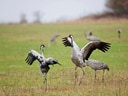 Kraniche tanzen auf einer Wiese.