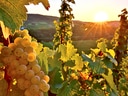 Weinrebe mit Trauben im Sonnenuntergang.