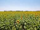 Sonnenblumenfeld unter blauem Himmel.