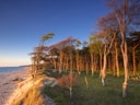 Kiefernwald am Ostseestrand bei Sonnenuntergang.