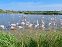 Flamingos stehen im flachen Wasser unter blauem Himmel.