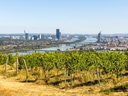 Weinberg mit Blick auf Donau und Stadt im Hintergrund.
