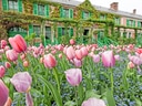 Rosa Tulpen vor einem mit Efeu bewachsenen Haus in Giverny.
