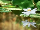 Weisse Seerose auf Wasser mit grünem Laub.