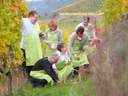 Gruppe von Menschen mit grünen Schürzen erntet Trauben im Weinberg.