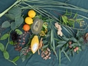 Verschiedene exotische Pflanzen und Früchte auf grünem Stoff.