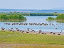 Vögel am Gewässer mit Schilf und Windrädern im Hintergrund.