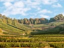 Hügelige Landschaft mit Weinbergen und blauen Himmel.
