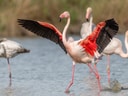 Flamingos im Wasser mit ausgebreiteten Flügeln.