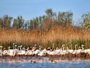 Flamingos stehen im Wasser vor Schilf und Bäumen.