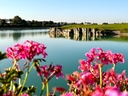 Blumen im Vordergrund mit Blick auf einen Teich und Steinbrücke unter blauem Himmel.