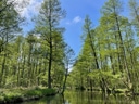 Grüne Bäume am Flussufer unter blauem Himmel.