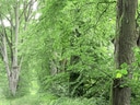 Grüner Waldweg mit hohen Bäumen.
