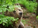 Ein Bär ruht im Wald, umgeben von grünen Blättern.