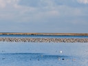 Viele Vögel auf ruhigem Meer unter bewölktem Himmel.