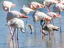 Gruppe von Flamingos im Wasser.