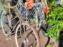 Altes Fahrrad mit Blumenkorb auf Kopfsteinpflaster.