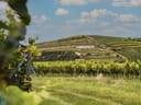 Weinberge unter blauem Himmel mit Wolken.