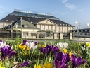 Blühende Krokusse vor dem Henkell-Gebäude.