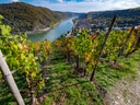 Weinberg mit Blick auf Fluss und Stadt im Tal.