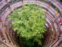 Spiralweg um grossen Baum aus der Vogelperspektive.