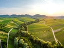 Luftaufnahme einer grünen Weinberglandschaft bei Sonnenuntergang.