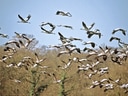 Schwarm Kraniche fliegt über Wald.