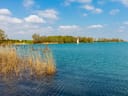 Blick auf einen See mit Schilf im Vordergrund und einem Segelboot im Hintergrund.