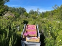 Gartenweg mit Körben voller Rosenblüten.