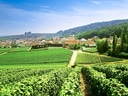 Weinberge mit Dorf und Hügel im Hintergrund.