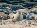 Seehunde liegen auf einem Kiesstrand.