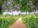 Gartenweg unter schattigen Bäumen, umgeben von grüner Vegetation und bunten Blumen.