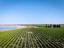 Weinberg mit Zypressen, See und blauem Himmel.