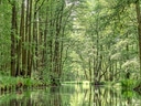 Wald mit Wasserkanal im Grünen.