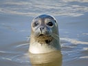 Robbe schaut aus dem Wasser.