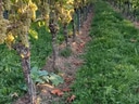 Weinreben in einem sonnigen Weinberg.