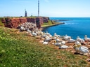 Basstölpelkolonie auf Klippe von Helgoland mit Meerblick.