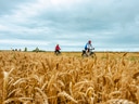 Radfahrer in einem Weizenfeld unter bewölktem Himmel.