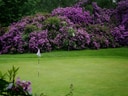 Golfplatz mit Flagge, umgeben von blühenden lila Büschen.