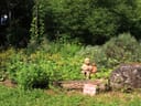 Garten mit Pflanzen, Steinen und einer kleinen Statue.