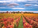 Blick auf Herbstweinfelder mit Schloss im Hintergrund.