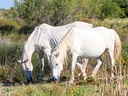Zwei weisse Pferde grasen auf einer Wiese.