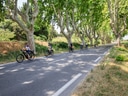 Radfahrer auf baumgesäumter Strasse.