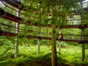 Moderne Holzplattformen um Baum im grünen Wald.