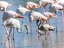Gruppe von Flamingos im Wasser.
