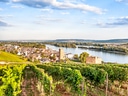 Weinberge mit Blick auf Bingen am Rhein und Fluss.